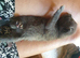Russian blue kittens
