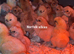 Silkie day old chicks available