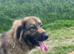 Sweet natured 4 yr old Leonberger