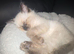 Ragdoll cross Russian Blue kitten for sale