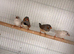 2 pairs of zebra finch