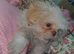 4 months imperial shih tzu