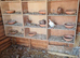 Raceing pigeons
