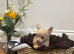 Stunning boy long haired cream color chihuahua boy puppy