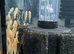 Albino and Chocolate Bristle nose Plecos