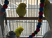 Budgies albinos litino handtame breeding pairs etc