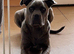 Cane Corso female