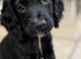 Beautiful Male Cocker Spaniel Puppy