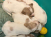 Cocker spaniel puppies