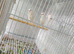 Canary for sale