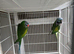 A pair of Lord Derbyans