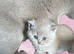 Pure BSH lilac kittens