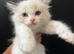 LAST GIRL.LAST boy Rare lilac bicolour ragdolls