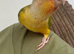 Silly tamed Conure babies, 11 weeks
