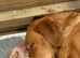 Red fox labrador female 5 months old