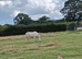 Welsh Section A 12 hands colt