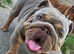 STUD! BRONX British Bulldog! Full Suited Lilac + Tan