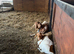 10 month old Golden Gurnsey x Boer Doe for sale
