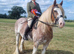 Horses available for part loan in Arborfield, Berkshire