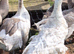 Sebastopois Geese &times;3