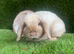 Mini lop boy