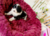 available toy f1 cavapoo girl