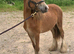 Stunning cob filly