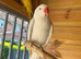 Albino ringneck up for swap