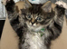 Maine coon