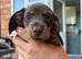 Miniature dachshund