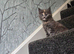 Stunning maine coone kittens
