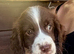 Sprocker puppy’s