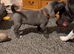 8 stunning Cane Corso looking for forever home