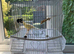 Canary & cage full set up lovely bird