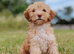 Rare double curly coat sprockerpoo puppies