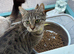 Adorable British shorthair cross girl