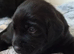 KC registered labrador Retrievers