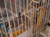 2 brother sugar gliders
