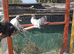 Indian fantail