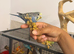 Hand Tame Baby Budgies