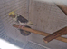 Hand tame Cockatiel