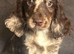 Beautiful cocker spaniel girl