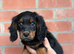 Boy and girl cocker spaniel puppy