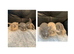 LAST BABY GIRL Mini lion lops