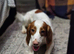 4 year old working cocker spaniel