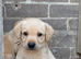 Yellow/dark yellow Labradors