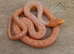 Gopher snake, Albino High Red San Diego Gopher Snake – CB 2025
