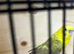 Cinnamon black wing female budgies