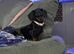 Miniature dachshund female black and tan
