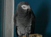 Beautiful african grey boy